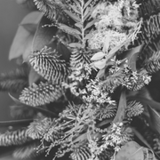 Frosty festive foliage