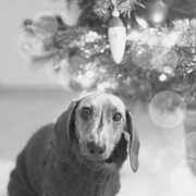 Dog wearing a festive jumper by the Christmas tree