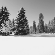 Snowy forest