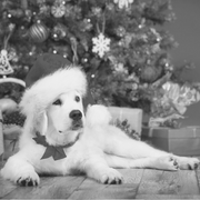 Dog wearing a Santa hat by the Christmas tree