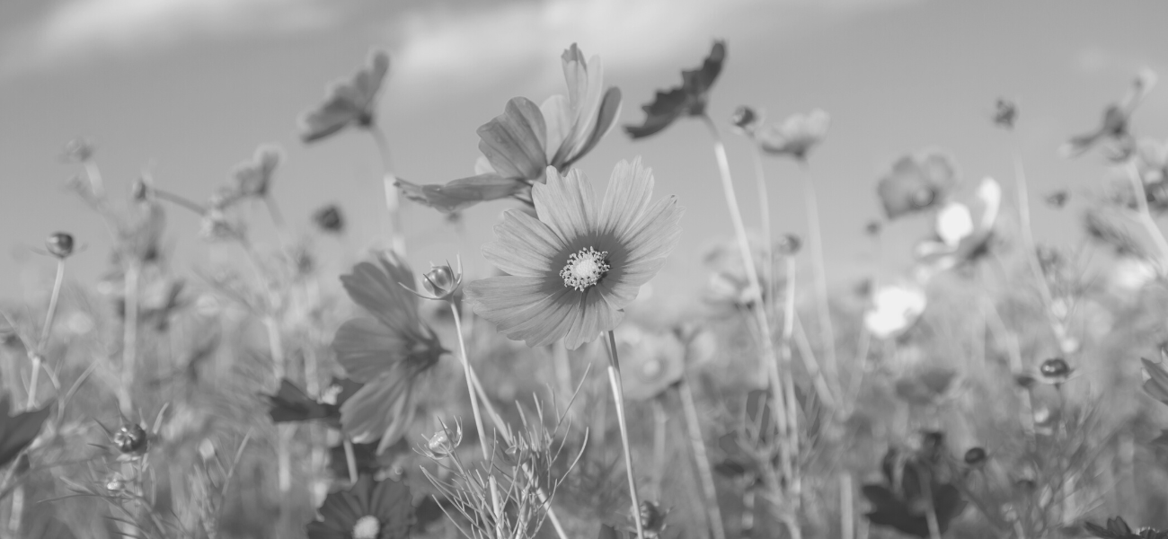 Field of pink flowers