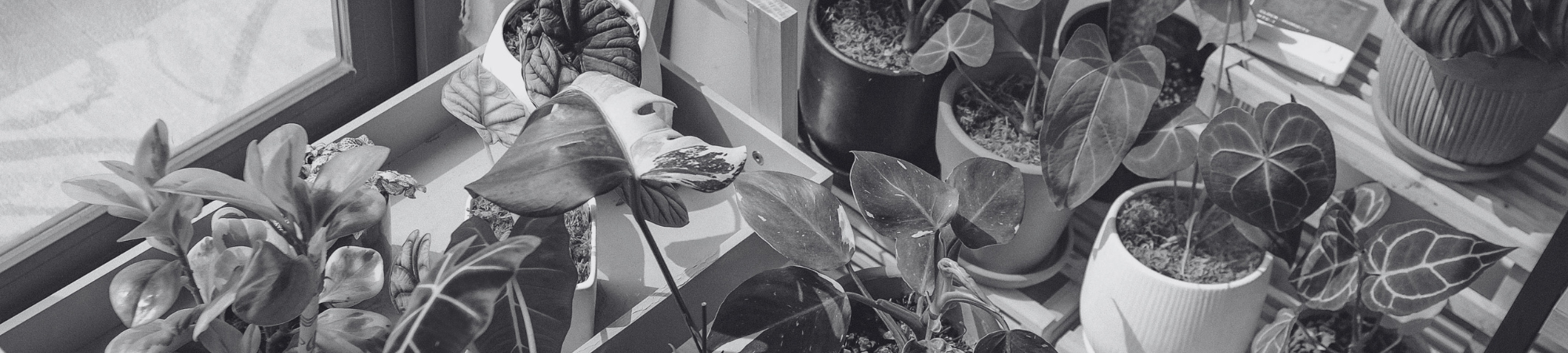 Dozens of potted plants