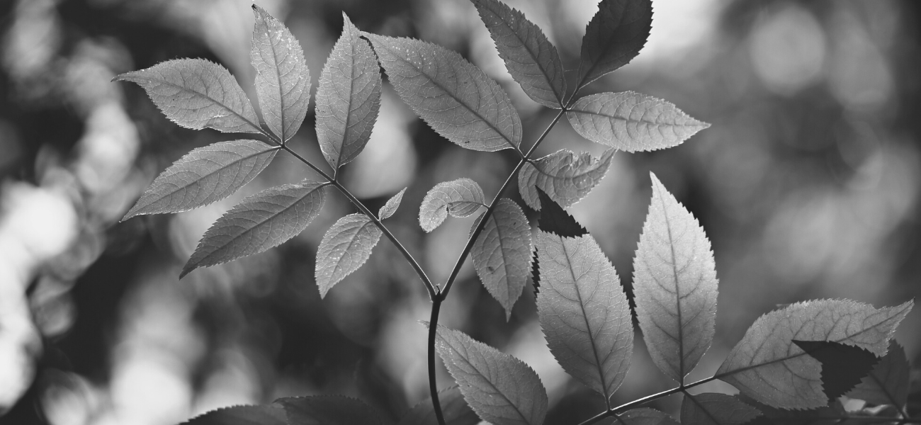 Close up of leaves on a tree